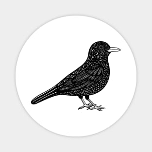 Blackbird Ink Art - on light colors Magnet